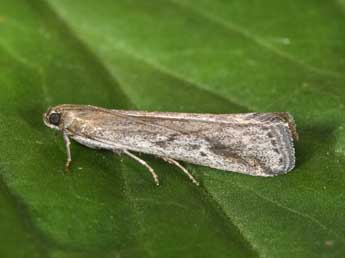 Euzophera cinerosella Z. adulte - �Philippe Mothiron