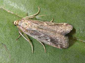 Euzophera cinerosella Z. adulte - �Philippe Mothiron