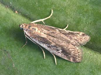 Euzophera cinerosella Z. adulte - �Philippe Mothiron