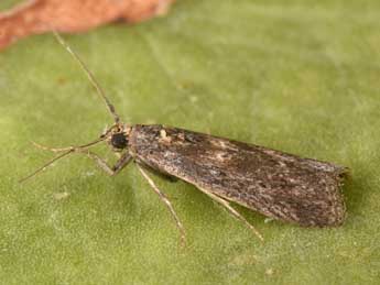 Melathrix coenulentella Z. adulte - �Philippe Mothiron