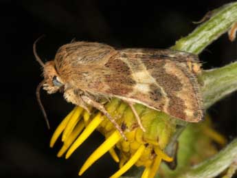 Schinia cognata Frr adulte - �Wolfgang Wagner, www.pyrgus.de