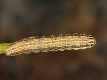  Chenille de Schinia cognata Frr - �Wolfgang Wagner, www.pyrgus.de