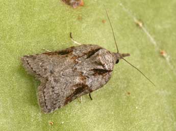 Nycteola columbana Turner adulte - �Philippe Mothiron