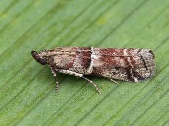 Alophia combustella H.-S. adulte - �Lionel Taurand