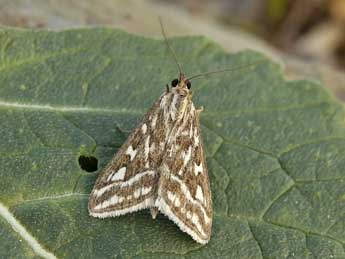 Loxostege comptalis Frr adulte - �Lionel Taurand