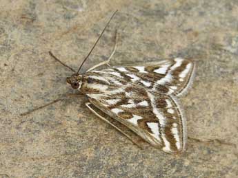 Loxostege comptalis Frr adulte - �Lionel Taurand