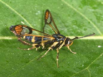 Synanthedon conopiformis Esp. adulte - �Philippe Mothiron