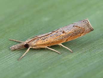 Pediasia contaminella Hb. adulte - �Lionel Taurand