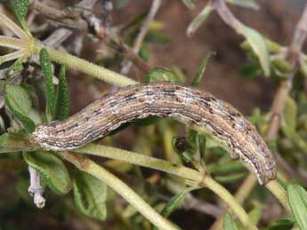  Chenille de Perigune convergata Vill. - �Philippe Mothiron