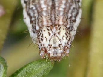  Chenille de Perigune convergata Vill. - �Philippe Mothiron