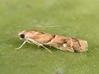 Ancylosis convexella Led. adulte - �Philippe Mothiron