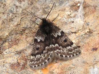 Psodos coracina Esp. adulte - �Lionel Taurand