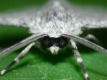 Pseudoterpna coronillaria Hb. adulte - �Philippe Mothiron