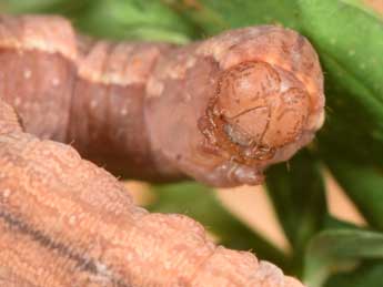  Chenille de Aplocera corsalta Schaw. - �Philippe Mothiron