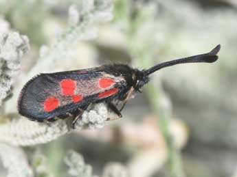 Zygaena corsica Bsdv. adulte - �Philippe Mothiron