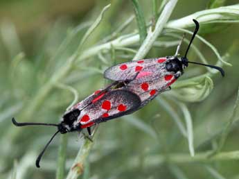 Zygaena corsica Bsdv. adulte - �Daniel Morel