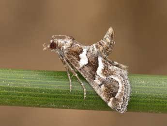 Hypotia corticalis D. & S. adulte - �Lionel Taurand