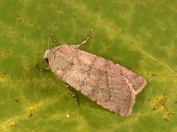 Euxoa cos Hb. adulte - �Philippe Mothiron