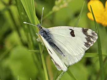 Euchloe crameri Butler adulte - �Lionel Taurand