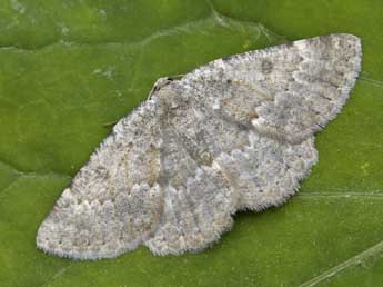 Charissa crenulata Obth. adulte - �Lionel Taurand