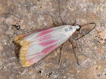 Eurhodope cruentella Dup. adulte - �Matthew Gandy