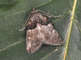 Nola cucullatella L. adulte - �Philippe Mothiron