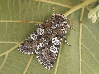 Lamprosticta culta D. & S. adulte - �Philippe Mothiron