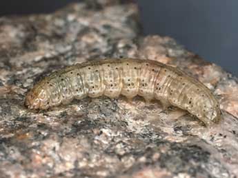  Chenille de Euxoa cursoria Hfn. - �Kimmo Silvonen