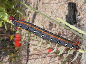  Chenille de Hyles dahlii Gey. - �Philippe Mothiron