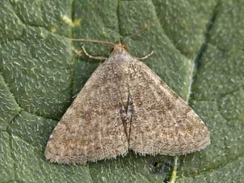 Metachrostis dardouini Bsdv. adulte - �Lionel Taurand