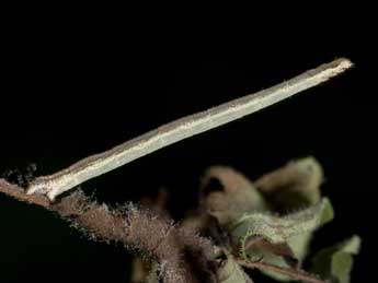  Chenille de Scopula decorata D. & S. - �Kimmo Silvonen