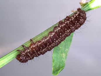  Chenille de Syngrapha devergens Hb. - �Kimmo Silvonen