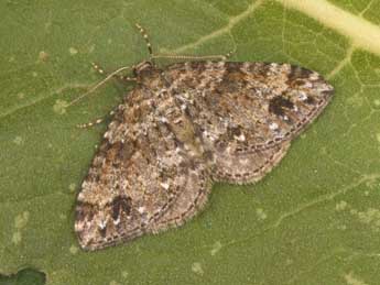Mesotype didymata L. adulte - �Philippe Mothiron