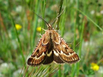 Synaphe diffidalis Gn. adulte - �Emmanuelle Champion