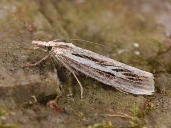 Catoptria digitellus H.-S. adulte - �Philippe Mothiron