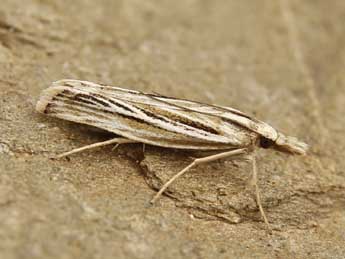 Catoptria digitellus H.-S. adulte - �Lionel Taurand