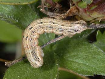  Chenille de Yezognophos dilucidaria D. & S. - �Wolfgang Wagner, www.pyrgus.de