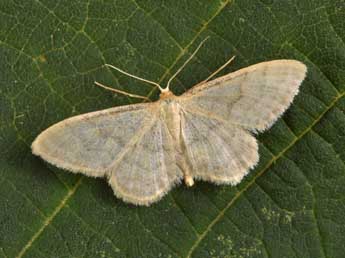 Idaea dilutaria Hb. adulte - �Philippe Mothiron