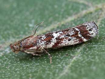 Delplanqueia dilutella Hb. adulte - �Lionel Taurand