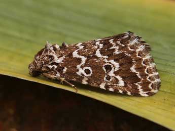 Alvaradoia disjecta Rothsch. adulte - �Lionel Taurand