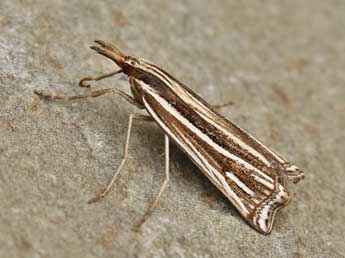 Ancylolomia disparalis Hb. adulte - �Lionel Taurand