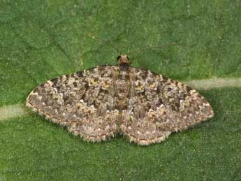 Cataclysme dissimilata Rbr adulte - �Philippe Mothiron