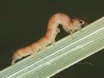  Chenille de Archanara dissoluta Tr. - �Kimmo Silvonen