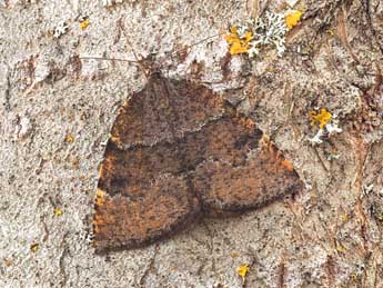 Epirranthis diversata D. & S. adulte - �Kimmo Silvonen