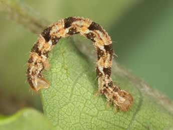  Chenille de Eupithecia dodoneata Gn. - �Heiner Ziegler