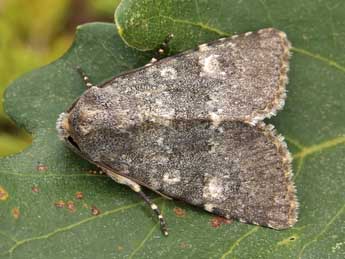 Polymixis dubia Dup. adulte - �Lionel Taurand