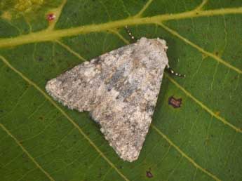 Polymixis dubia Dup. adulte - �Philippe Mothiron