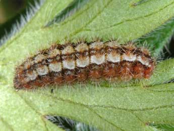  Chenille de Adscita dujardini Ef. & Tarm. - �Wolfgang Wagner, www.pyrgus.de