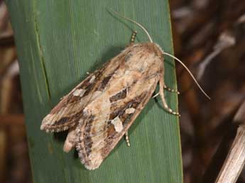 Luperina dumerilii Dup. adulte - �Philippe Mothiron