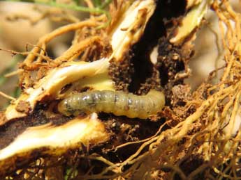  Chenille de Chamaesphecia dumonti Le Cerf - �Ruben Meert